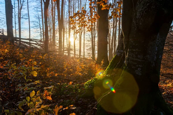 Luce Magica Nella Foresta Vecchia Foresta Con Alberi Ricoperti Muschio — Foto Stock
