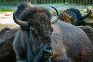 Çayırda yatan büyük bizon. Vahşi yaşam sığınağı. Hayvanat bahçesinde gün