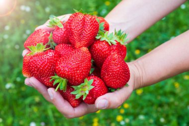 Elleri taze koparılmış büyük çileklerle dolu. Taze çilek hasadı