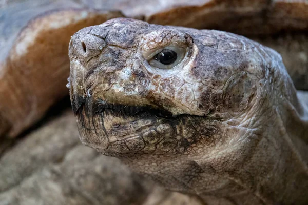 Gespenstischer Kopf Einer Alten Großen Schildkröte Wildtierfotos — Stockfoto
