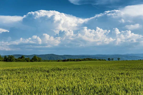 Pole Pszenicy Ukrainie Piękne Pole Pszenicy Wzgórzami Chmurami Tle — Zdjęcie stockowe