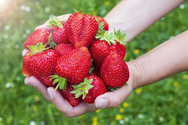 Mani Piene Grandi Fragole Appena Raccolte Raccolta Fragole Fresche — Foto Stock