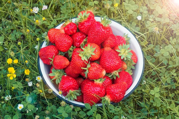 Cuenco Lleno Grandes Fresas Frescas Hierba Verde Cosecha Temporada Jardín — Foto de Stock