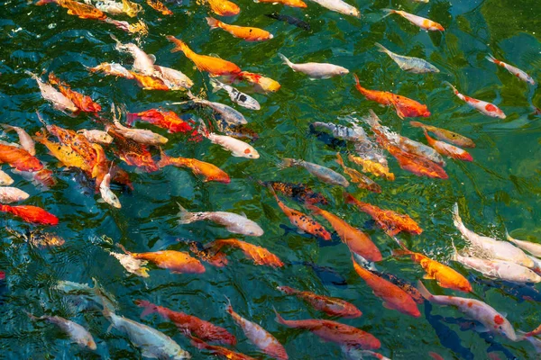 Pond Lots Colorful Koi Fish Decorative Carp Fancy Carp — Stock Photo, Image