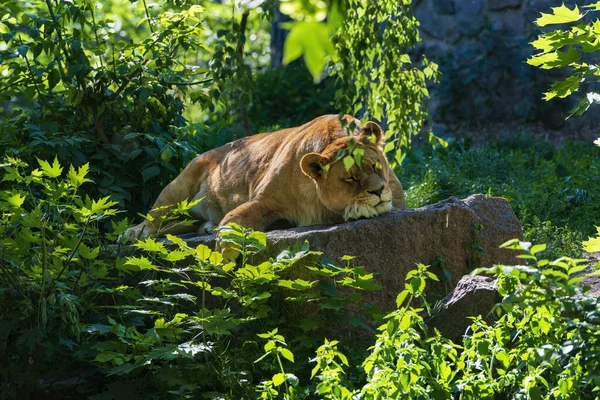 Niedliche Schlafende Löwin Löwenweibchen Auf Dem Stein Einem Sonnigen Tag — Stockfoto
