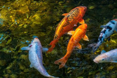 Altın koi sazan balığı gölde. Koi balığının akvaryum resmine benzeyen fotoğrafı.