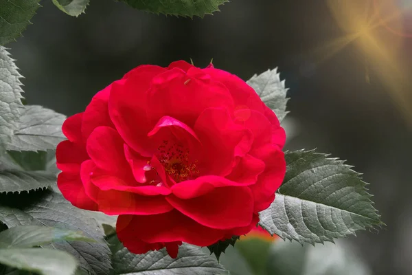 Rosa Roja Sobre Fondo Oscuro Hermosa Flor Jardín — Foto de Stock