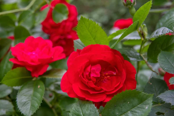 Rode Roos Bloemen Tuin Prachtig Zomers Boeket — Stockfoto