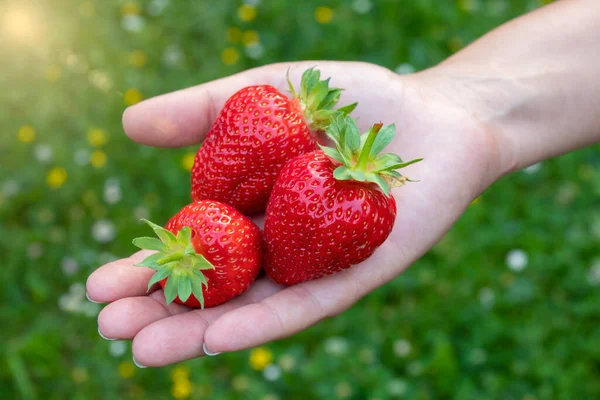 和新鲜多汁的草莓一起吃 新鲜的浆果从花园里冒了出来 夏天的礼物 — 图库照片