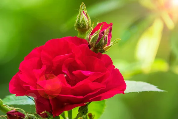 Krásná Červená Růže Růžová Poupata Slunné Zahradě — Stock fotografie