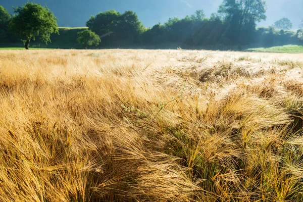 Wildgrass Morning Dew Alpine Meadow Beautiful Morning Soca Valley Slovenia — Stock Photo, Image