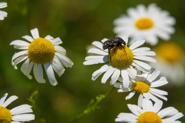 Yaz otlağında güzel beyaz papatya çiçekleri