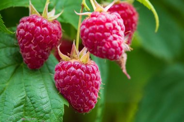 Dal üzerinde olgun sulu ahududu. Bahçeden gelen sağlıklı diyet yemekleri