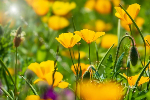 Желтые Калифорнийские Цветы Мака Летнем Лугу Селективный Фокус — стоковое фото