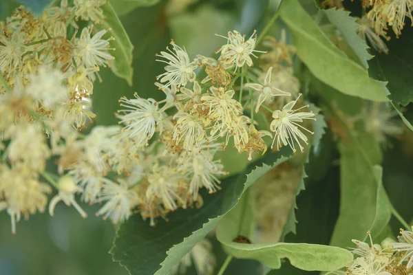 Blooming linden flowers. Close up of blooming flowers on the linden tree. Natural ingredient for tea, honey and medicine