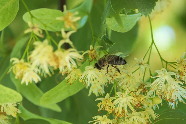 Honey bee collecting pollen on the linden flowers. Linden honey in process. Selective focus on bee