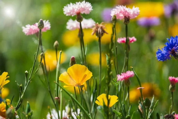 Various Blooming Wildflowers Summer Meadow Red Yellow Blue Flowers Sun — Stock fotografie