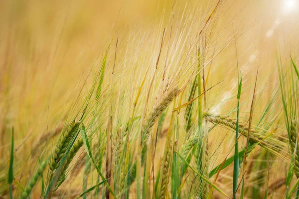 Güneş parlayan buğday başakları. Ukrayna tahıl hasadı
