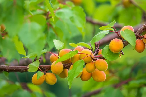 Dalda taze olgun kayısılar var. Lezzetli yaz meyve hasadı.