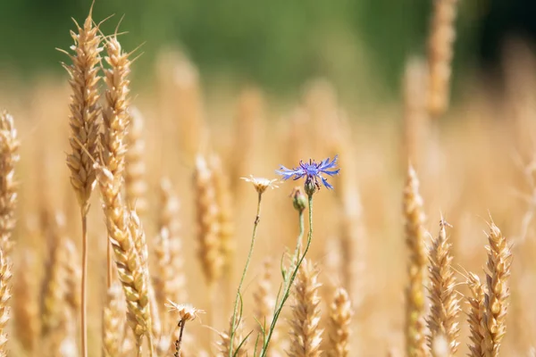 Крихітна Блакитна Кукурудзяна Квітка Сонячному Полі Пшениці Українське Пшеничне Поле — стокове фото