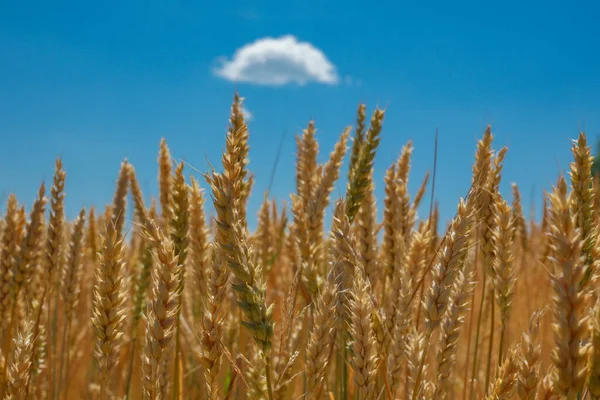 Wheat Spikelets Blue Sky Growing Ukrainian Grain Harvest — Stockfoto