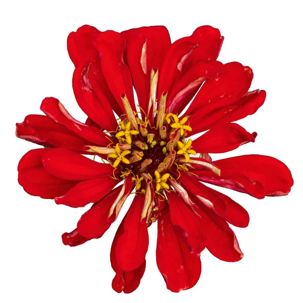 Exotická Červená Květina Izolovaná Bílém Prvek Květinové Konstrukce — Stock fotografie
