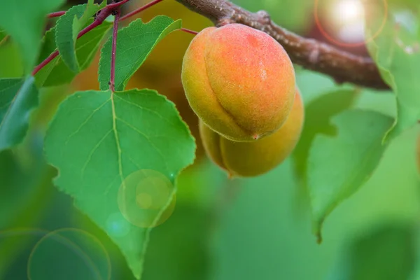 Pair Ripe Apricots Apricot Tree Branch Sun Flare Summer Harvest — ストック写真