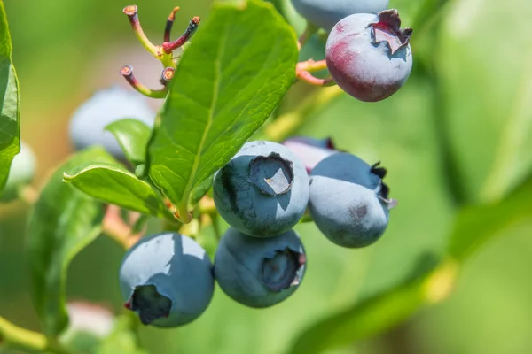Big Delicious Blueberry Branch Eco Clean Organic Food — 图库照片