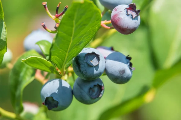 Grote Heerlijke Bosbes Tak Eco Schoon Biologisch Voedsel — Stockfoto