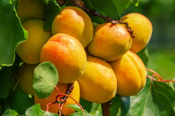 Harvest Big Ripe Apricots Branch Summer Harvest Garden Selective Focus — ストック写真