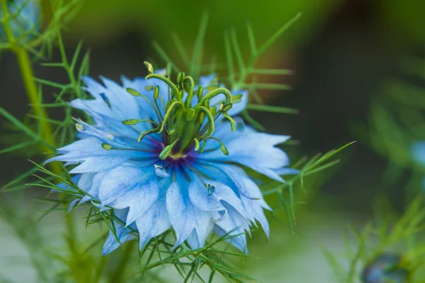 Exotic Blue Flower Black Cumin Flower — Stock Photo, Image