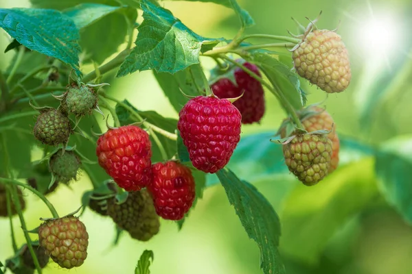 Ripe Green Raspberry Garden Growing Summer Berry Harvest — стоковое фото