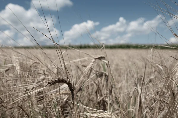 Ukrainian Grain Harvest Wheat Field Blue Sky Clouds Muted Colors — Fotografia de Stock