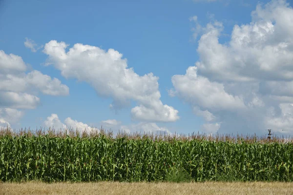 Corn Field Blue Sky Clouds Background Agriculture Industry Landscape Ukraine — Foto de Stock