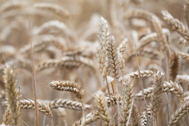 Tarlada buğday artışı, seçici odaklanma