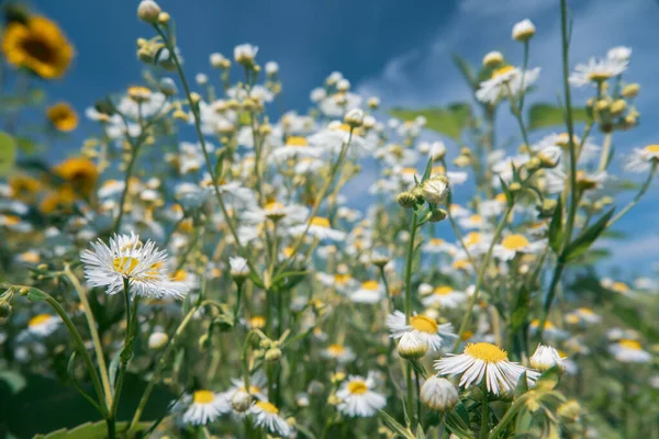 Bright wildflower field. White daisy flowers from below. Selective focus.