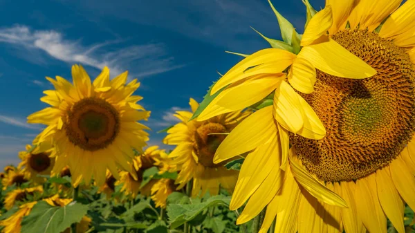 Vibrant Sunflower Header Colorful Sunflower Field Bright Blooming Sunflowers — Stock Fotó