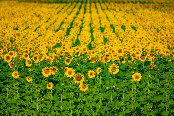 Rows Beautiful Blooming Sunflowers Selective Focus First Row — Zdjęcie stockowe