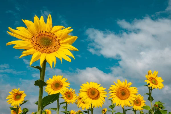 Vibrant Sunflowers Deep Blue Sky Colorful Sunflower Field Ukraine — стоковое фото