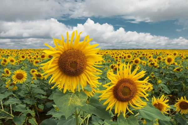 Pair of blooming sunflowers on the sunflower field. Sunflower field and blue sky with clouds.