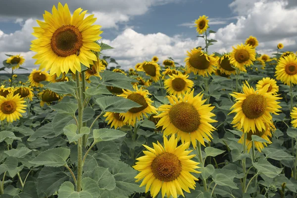 Blooming Sunflowers Different Height Sunflower Field — Fotografia de Stock