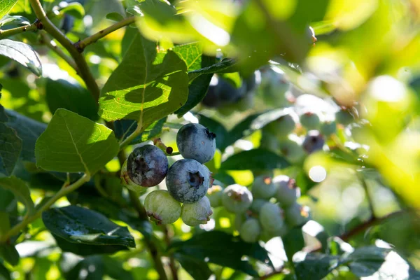 Delicious Fresh Blueberries Bush — Zdjęcie stockowe