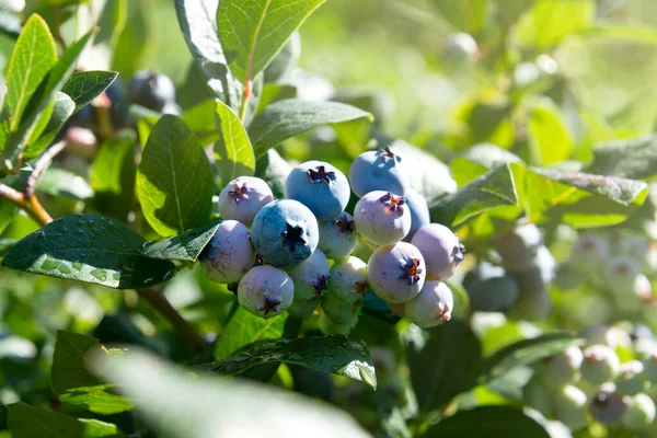 Delicious Blueberries Growing Bush Sunny Day Garden — Zdjęcie stockowe