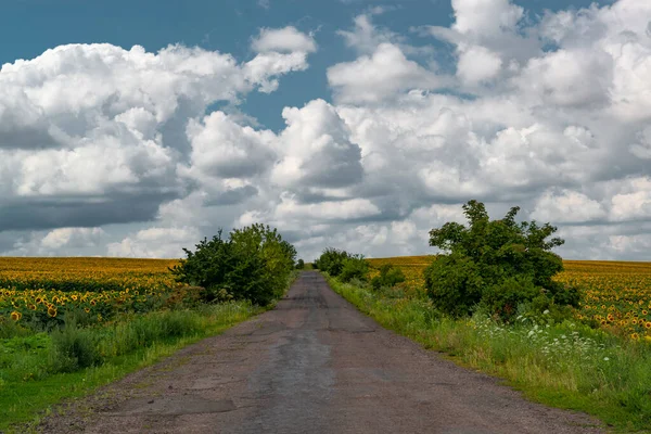 Countryside Road Sunflower Fields Blue Sky Clouds Background Typical Ukrainian — 图库照片