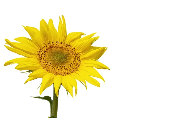 Big Yellow Sunflower Isolated White Copy Space — Stock Photo, Image
