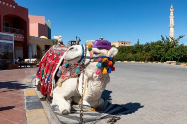Camel waiting for tourists in Hurgada resort, Egypt