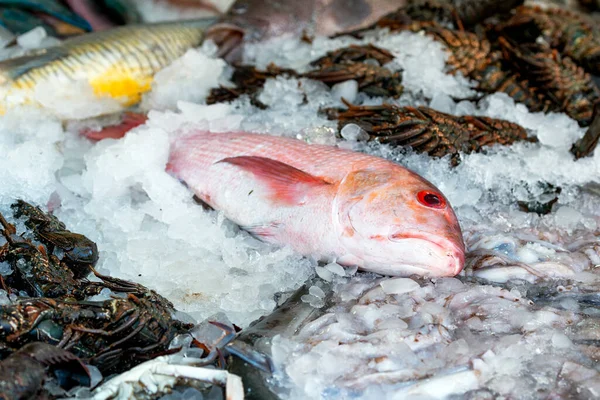 Read sea fish market with a fresh catch selling