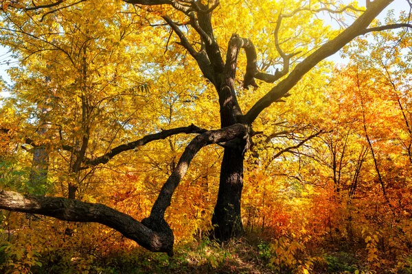 Beautiful Sprawling Oak Tree Fall Forest Yellow Orange Leaves — Stockfoto