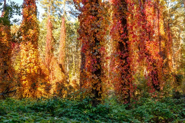 Deep Forest Fall Colored Wild Vine Leaves Covering Pines Trunks — Foto de Stock