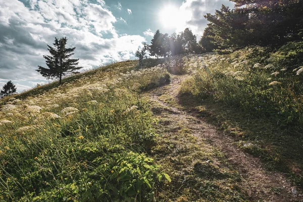 Curved footpath on the hill with sun flare. Beautiful scenery for hiking in the Soca valley, Slovenia